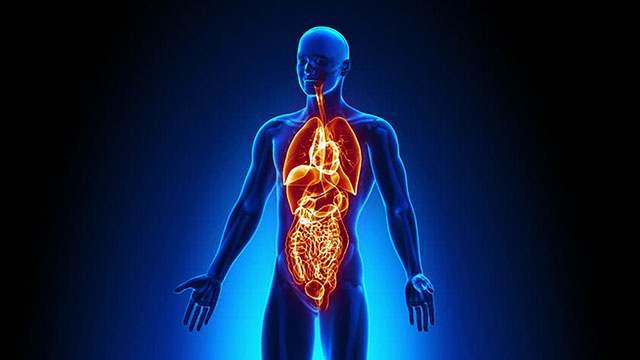 5-Effects-Of-Organs