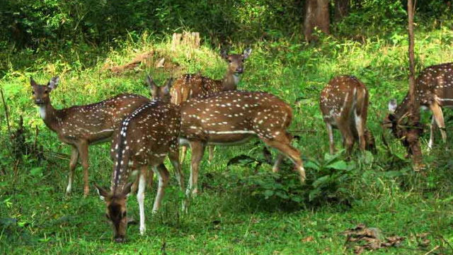 Bandipur-National-Park