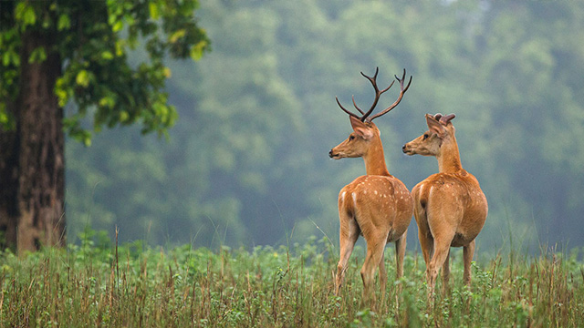 Kanha-National-Park