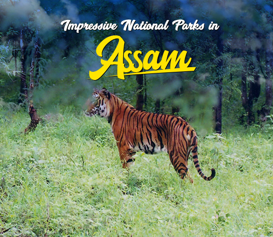 national parks in Assam national parks in Assam