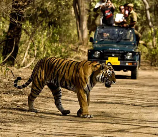 Must-Visit-National-Parks-of-India