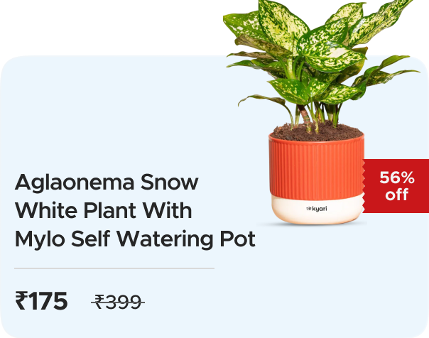 Zop: Buy Zop: Aglaonema Snow White Plant with Mylo Self-Watering Pot Worth ₹399 at ₹175