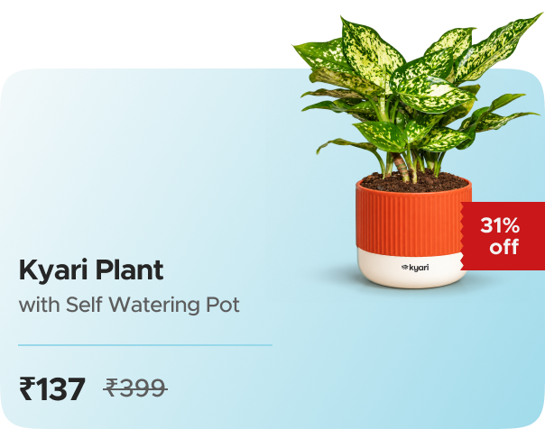 Zop Aglaonema Snow White Plant With Mylo Sel — effective ₹137 (was ₹399)