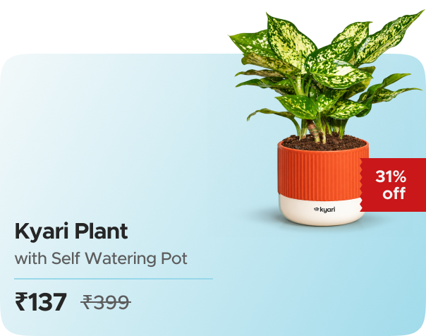 Zop Aglaonema Snow White Plant With Mylo Sel — effective ₹137 (was ₹399)