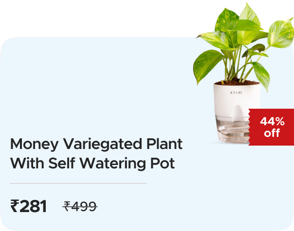 Zop: Buy Money Variegated Plant With Self Watering Pot at Rs 281 only